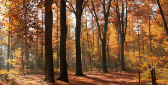 Dreamstime m 87542792